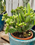 Opuntia monacantha