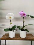 Phalaenopsis Singolo