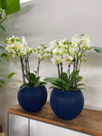 Phalaenopsis bouquetto