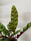 Calathea leopardina