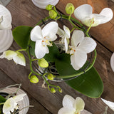 Phalenopsis Circle in vaso ceramica