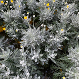 EURYOPS (Margherita Gialla) vaso14cm