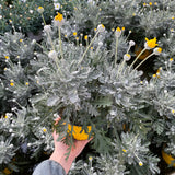 EURYOPS (Margherita Gialla) vaso14cm