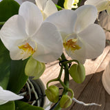 Phalenopsis Circle in vaso ceramica