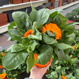 CALENDULA vaso14cm