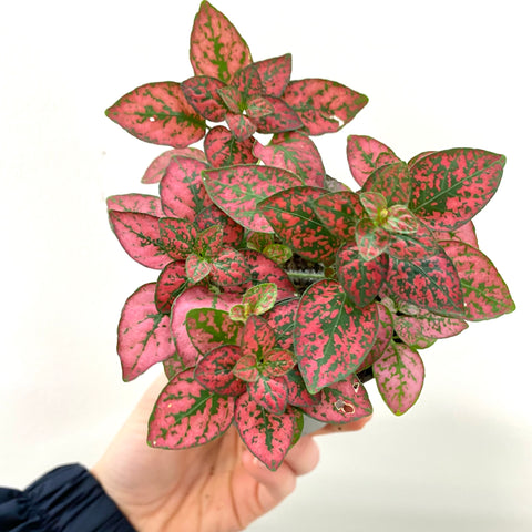 Fittonia “Red Tiger”