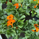CALENDULA vaso14cm