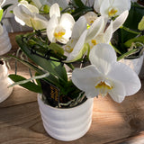 Phalenopsis Circle in vaso ceramica