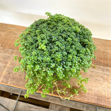 Pilea Glaucophylla “Greyzy”