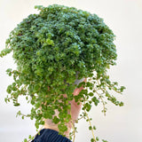 Pilea Glaucophylla “Greyzy”