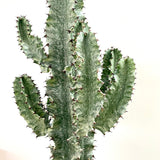 Euphorbia Eritrea VARIEGATA