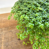 Pilea Glaucophylla “Greyzy”