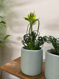 Albuca spiralis