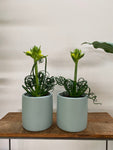 Albuca spiralis