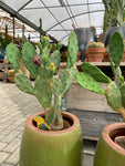 Opuntia from Etna