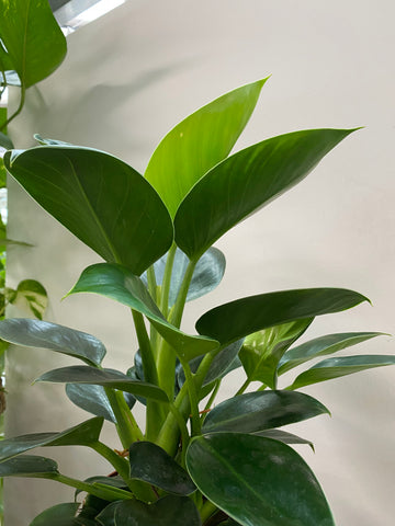 Philodendron green