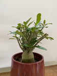 Adenium Obesum