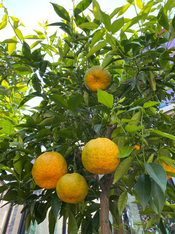 Mandarino del Mediterraneo