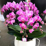 Special Phalenopsis