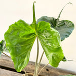 Alocasia “Stingray”