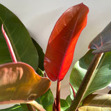 Philodendron Orange Beauty