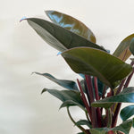 Philodendron “Imperial Red”