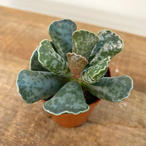 Adromischus Rupicola