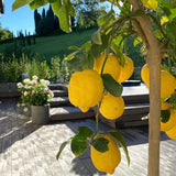 Citrus Lemon Florentia