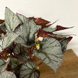 Begonia Beleaf “Artic Breeze”