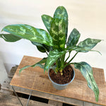 Aglaomena “Maculata”