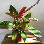 Philodendron Orange Beauty