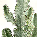 Euphorbia Eritrea VARIEGATA
