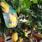Citrus Lemon Alberello