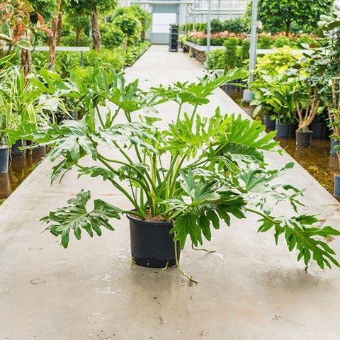 Philodendron Sellum