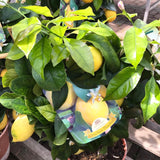 Citrus Lemon Spalliera