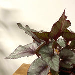 Begonia Beleaf “Maori Haze”